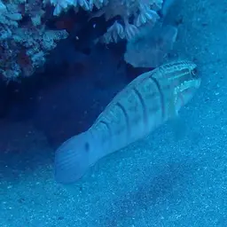 Whitelined Goby, photo 6