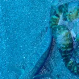 Whitelined Goby, photo 7
