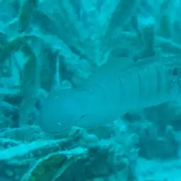 Whitelined Goby, photo 8