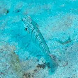 Whitelined Goby, photo 9