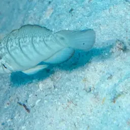 Whitelined Goby, photo 10