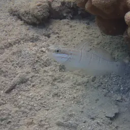 Whitelined Goby, photo 11