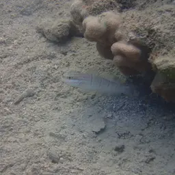 Whitelined Goby, photo 12