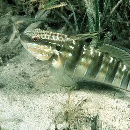 Banded Goby
