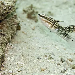 Banded Goby, photo 2