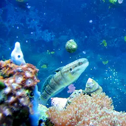 Banded Goby, photo 3
