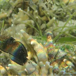 Banded Goby, photo 4
