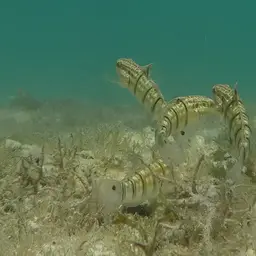 Banded Goby, photo 5