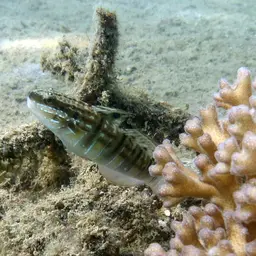 Banded Goby, photo 6