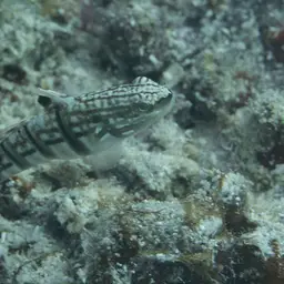 Banded Goby, photo 7