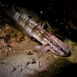 Banded Goby, photo 8