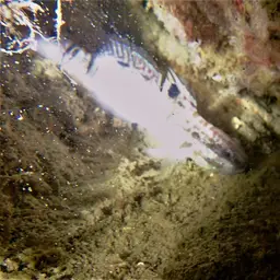 Banded Goby, photo 9