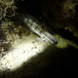 Banded Goby, photo 10