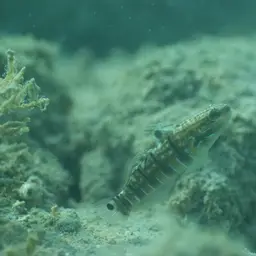 Banded Goby, photo 11