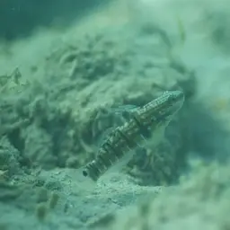 Banded Goby, photo 12