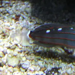 Sand-sifting Goby, photo 1