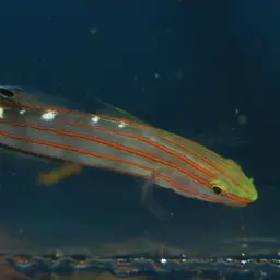 Sand-sifting Goby, photo 2
