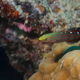 Sand-sifting Goby, photo 3