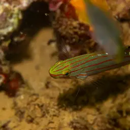 Sand-sifting Goby, photo 4