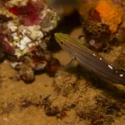 Sand-sifting Goby, photo 5