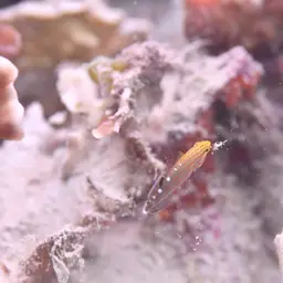 Sand-sifting Goby, photo 6