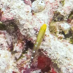 Sand-sifting Goby, photo 7