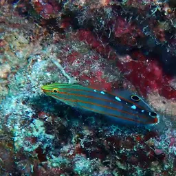 Sand-sifting Goby, photo 8