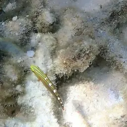 Sand-sifting Goby, photo 9