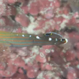 Sand-sifting Goby, photo 10