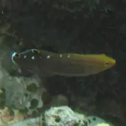 Sand-sifting Goby, photo 11
