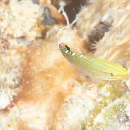 Sand-sifting Goby, photo 12