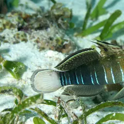 Halfbarred Goby, photo 1