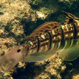 Halfbarred Goby, photo 2