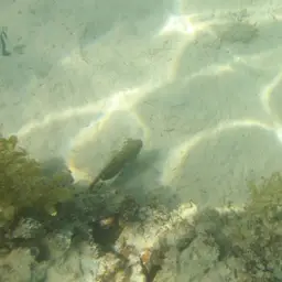Halfbarred Goby, photo 3