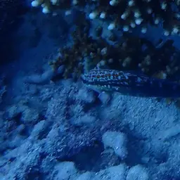 Halfbarred Goby, photo 4
