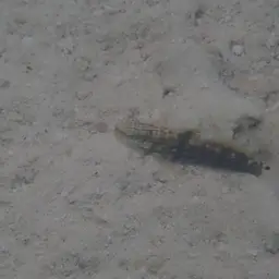 Halfbarred Goby, photo 5