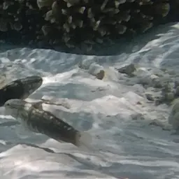 Halfbarred Goby, photo 6