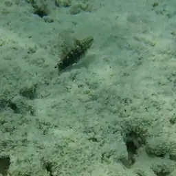 Halfbarred Goby, photo 7