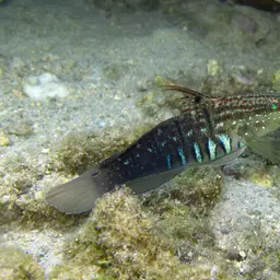 Halfbarred Goby, photo 8