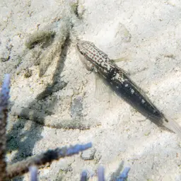 Halfbarred Goby, photo 9