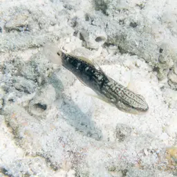 Halfbarred Goby, photo 10