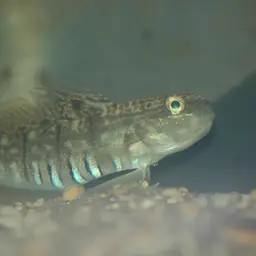 Halfbarred Goby, photo 12