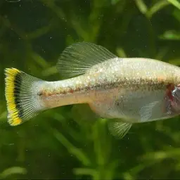 Butterfly Splitfin