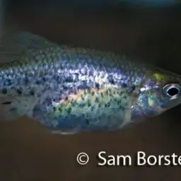 Butterfly Splitfin, photo 3