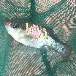 Butterfly Splitfin, photo 4
