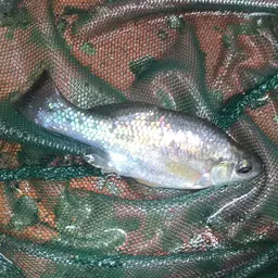 Butterfly Splitfin, photo 5