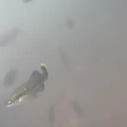 Butterfly Splitfin, photo 7