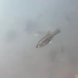 Butterfly Splitfin, photo 8