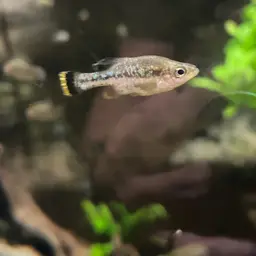 Butterfly Splitfin, photo 9