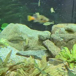 Butterfly Splitfin, photo 10